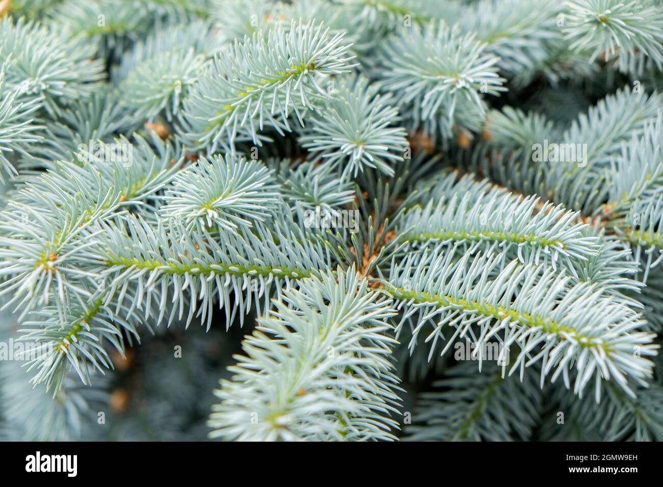 Blue Spruce branches, USA Stock Photo