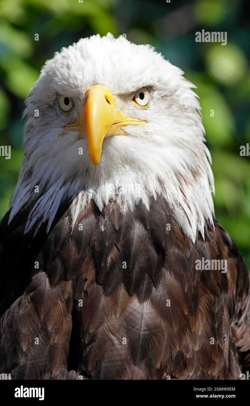Ketchikan, Alaska USA - 26 May 2010; Magnificent raptor and fitting ...