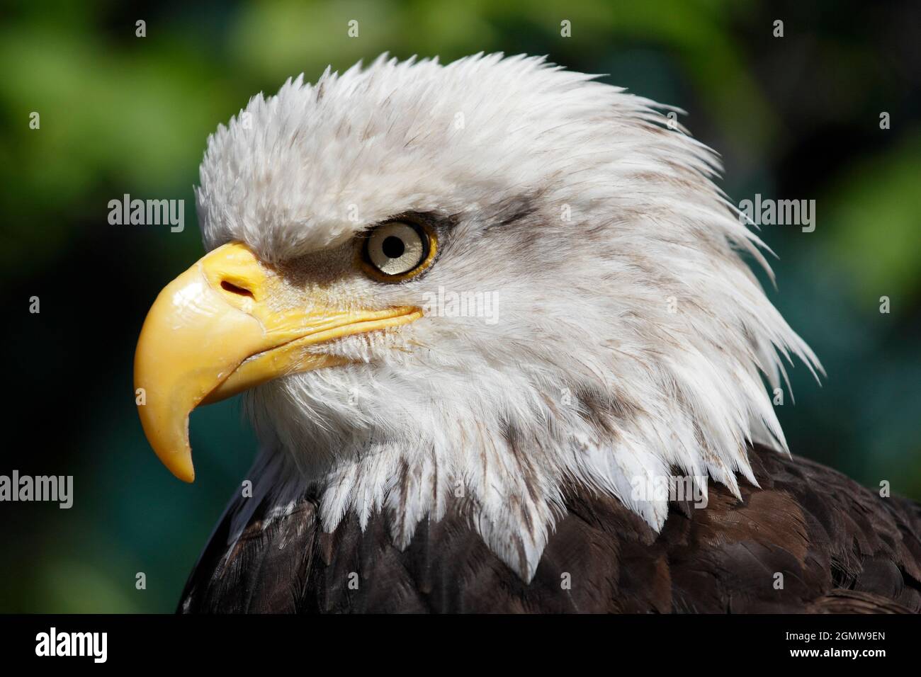 Alaskan Raptor Bird Ketchikan, Alaska USA - 26 May 2010; Magnificent raptor and fitting ...