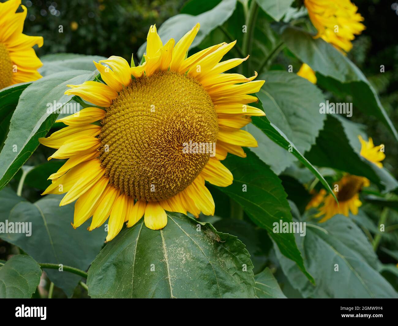 Close up sunflower field grass hi-res stock photography and images - Alamy