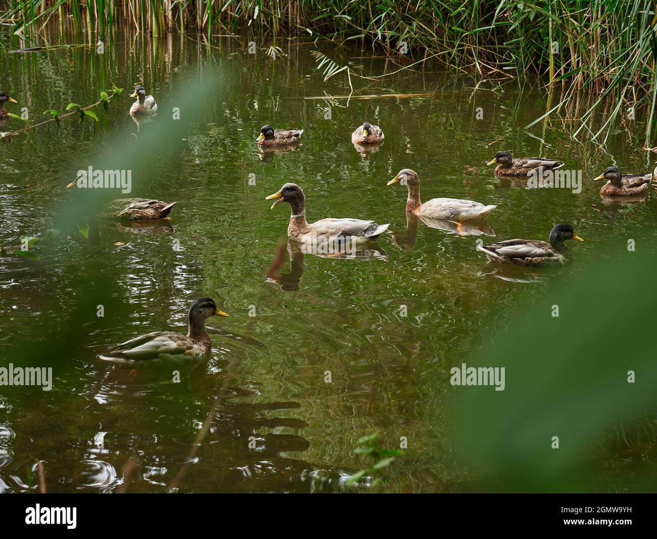 Ducks in the pond with blurred leaves in the foreground and a loud duck in the middle Stock Photo
