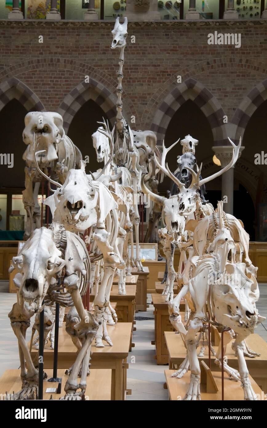 Oxford, England - 2014; The Pitt Rivers Museum is a museum displaying ...