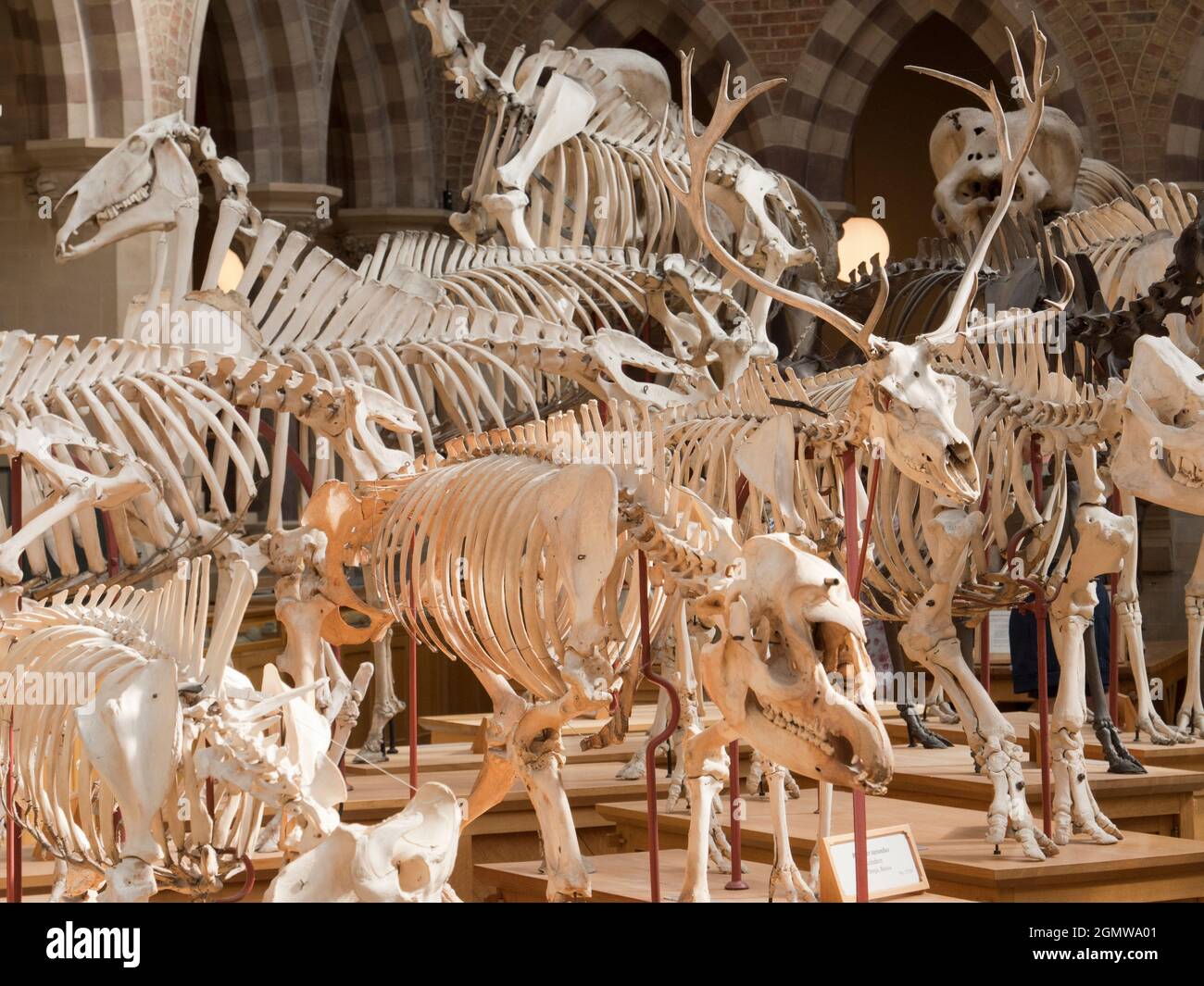 Oxford, England - 2014; The Pitt Rivers Museum is a museum displaying ...