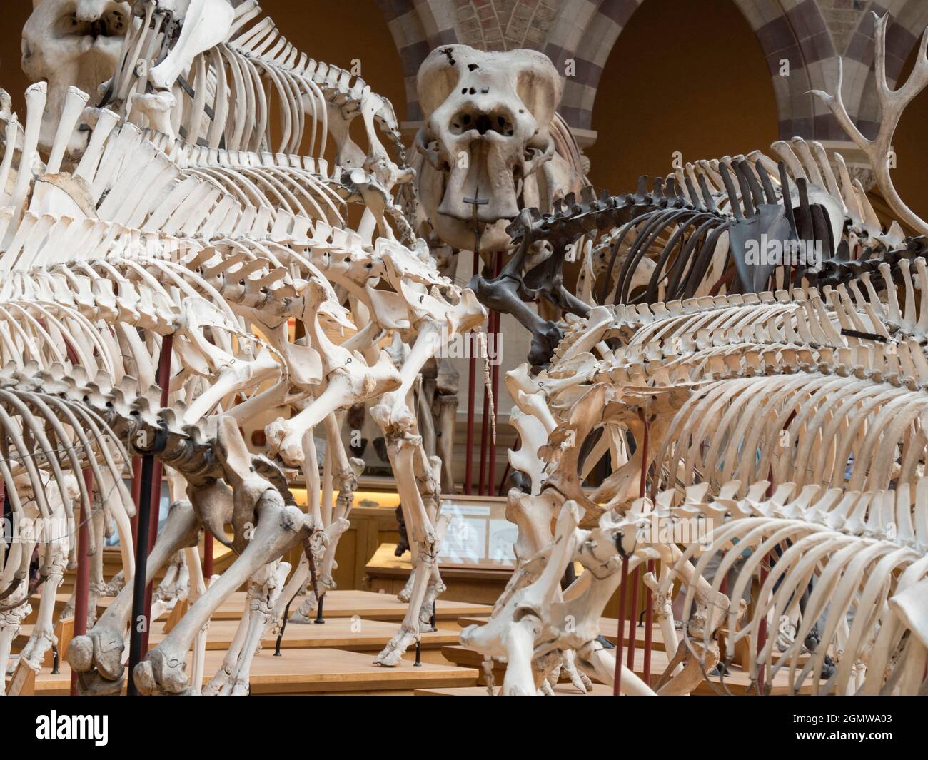 Oxford, England - 2014; The Pitt Rivers Museum is a museum displaying ...
