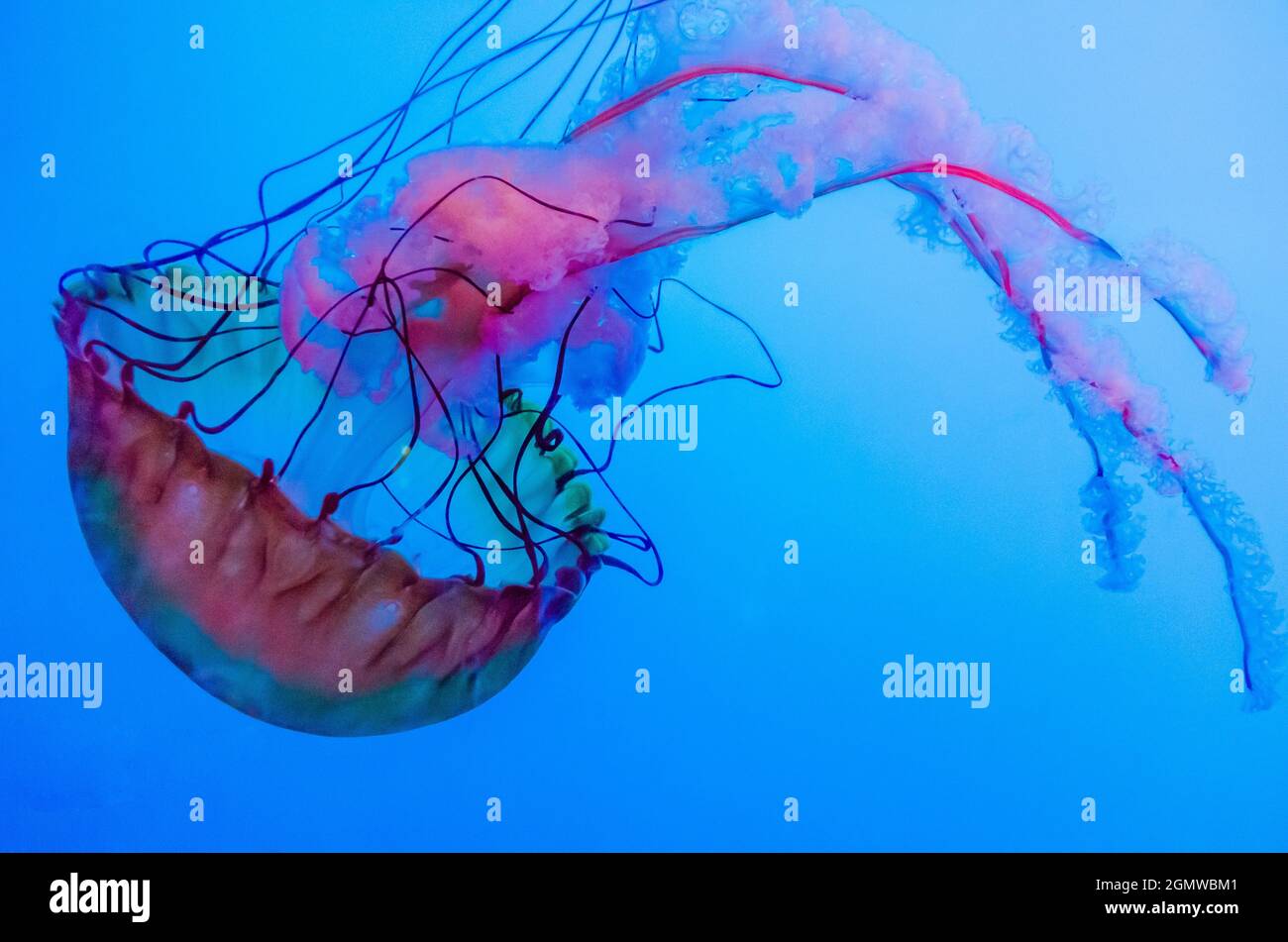 Graceful Jellyfish in Aquarium Stock Photo
