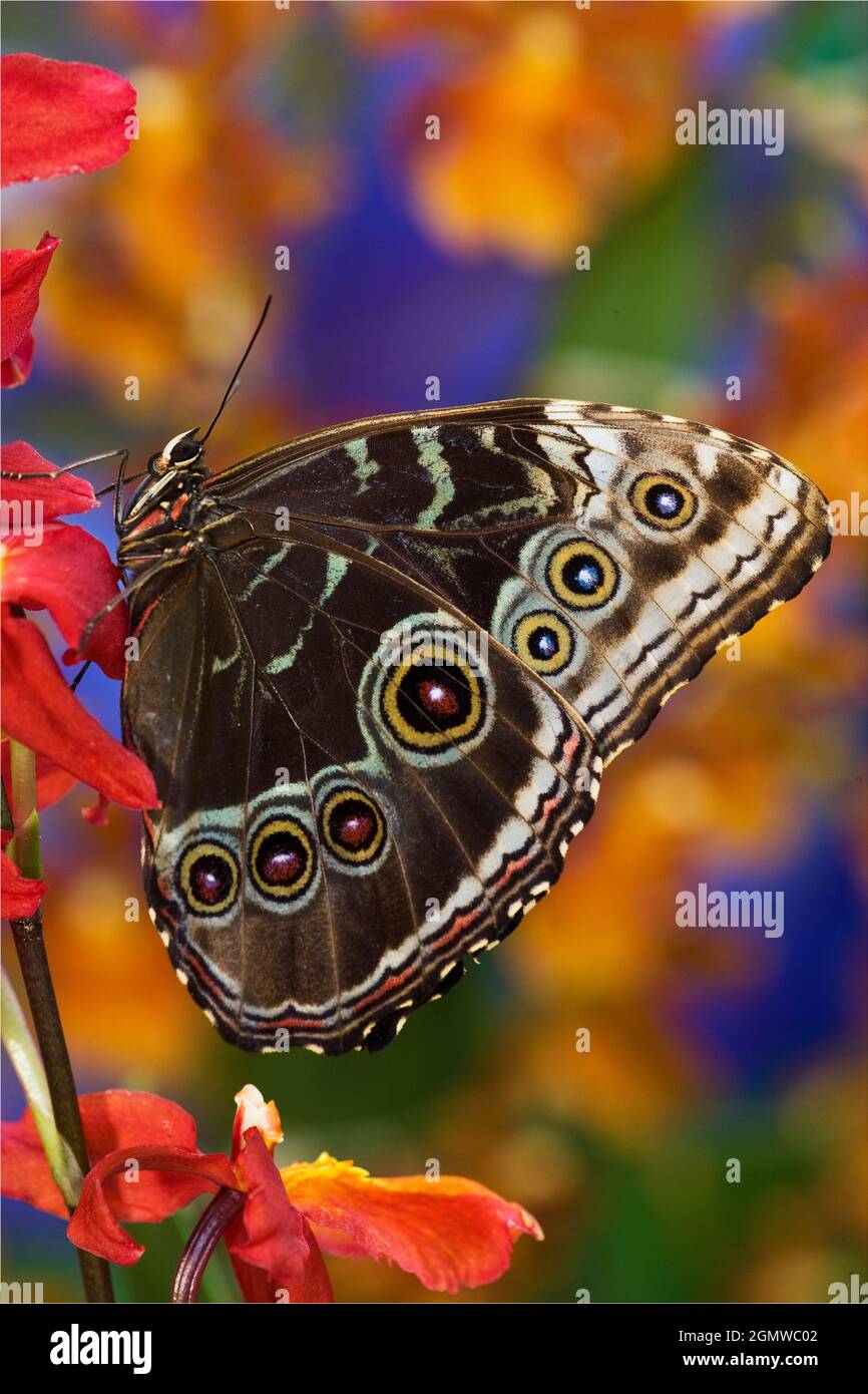 Blue Morpho Butterfly, Morpho peleides, on Orchid with wings closed displaying eye spots Stock Photo