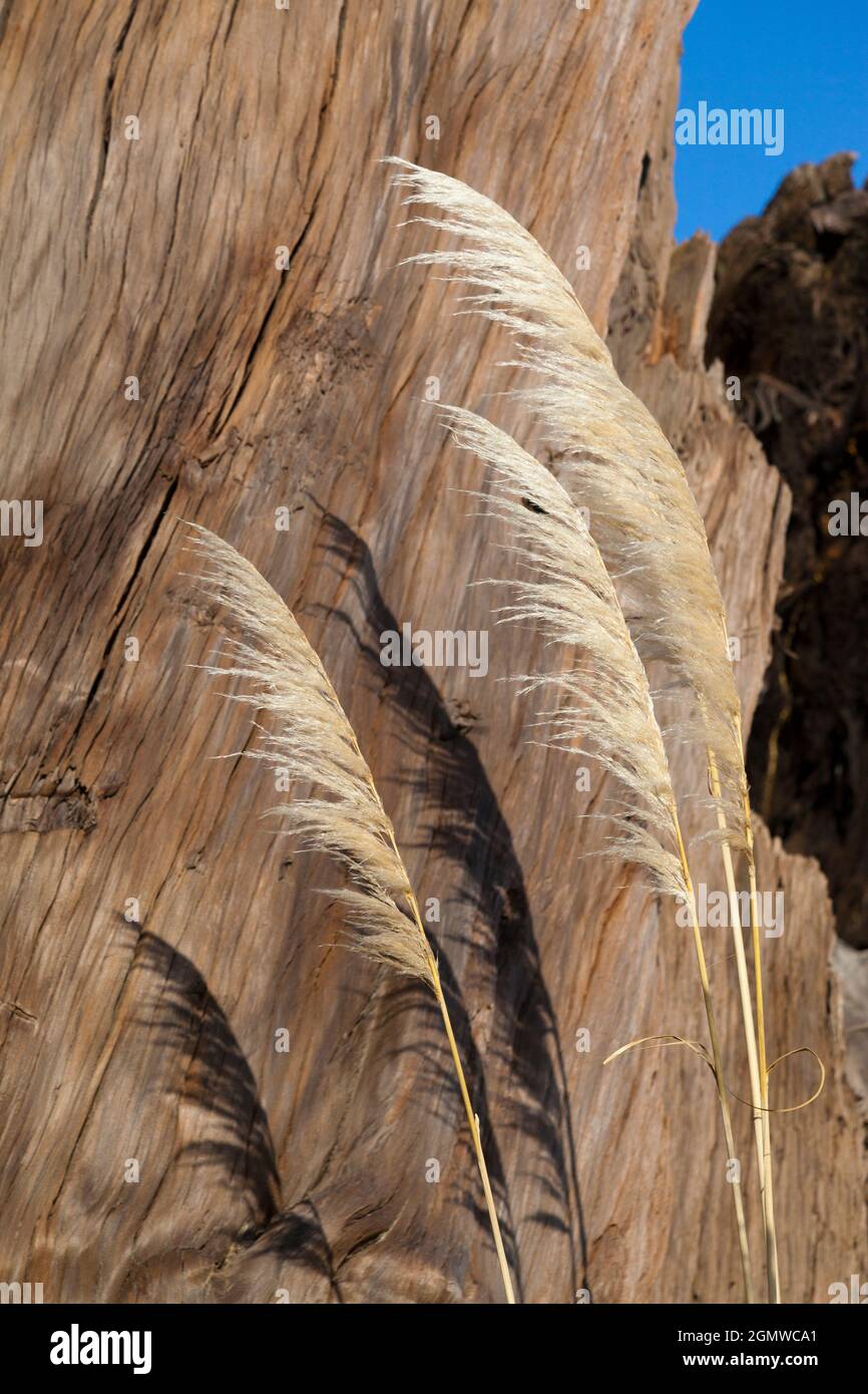 North Island of New Zealand - 11 May 2012 Geological isolated from the rest of the planet for many millions of years, New Zealand is home to much uniq Stock Photo