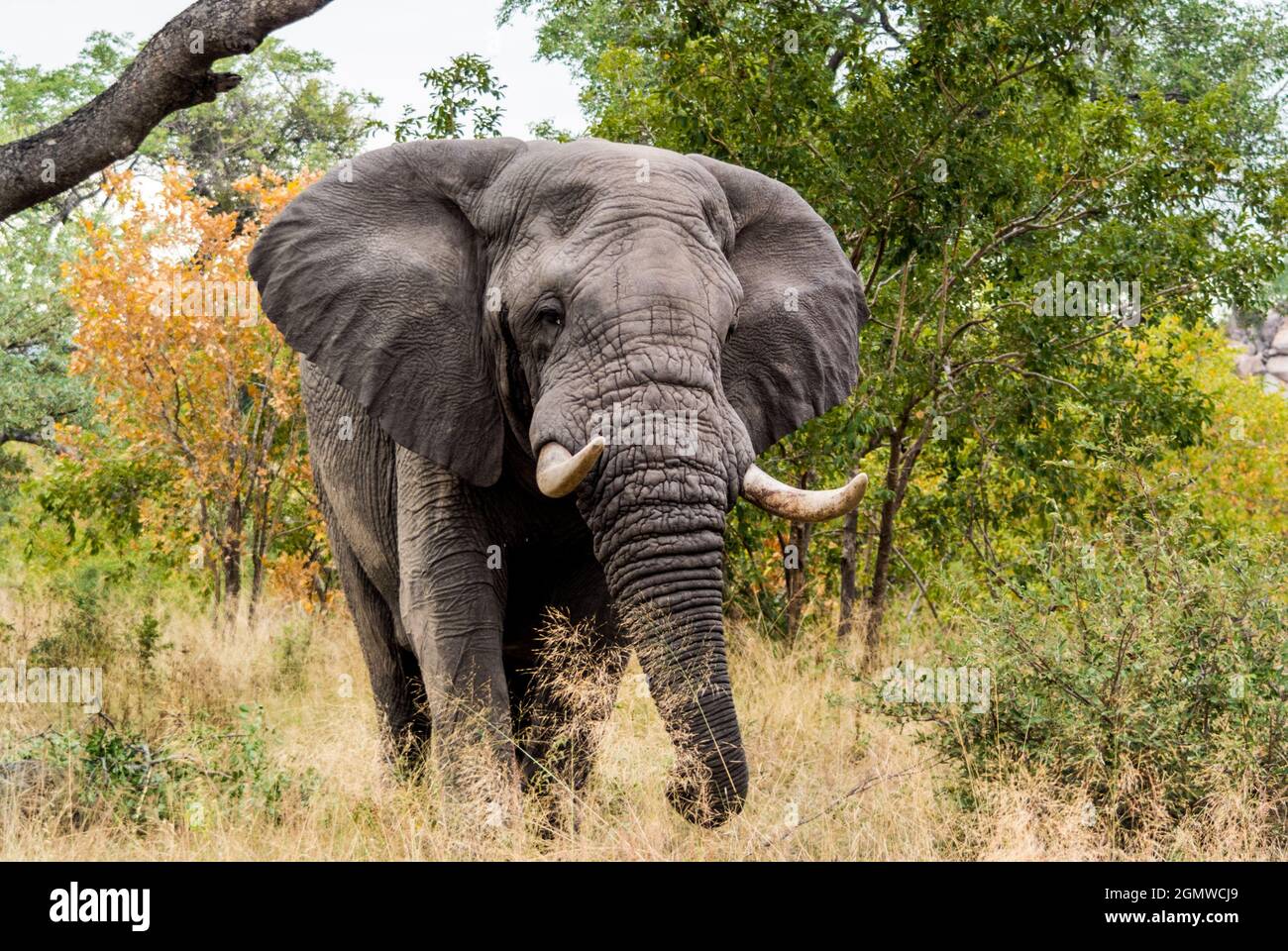 African elephant in Kruger National park. Loxodonta Africana Stock Photo