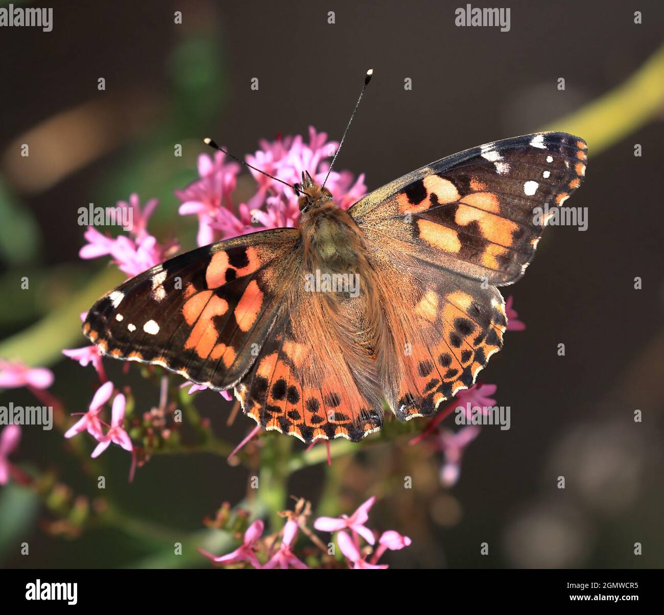 Painted Lady Butterfly (Vanessa cardui) Stock Photo