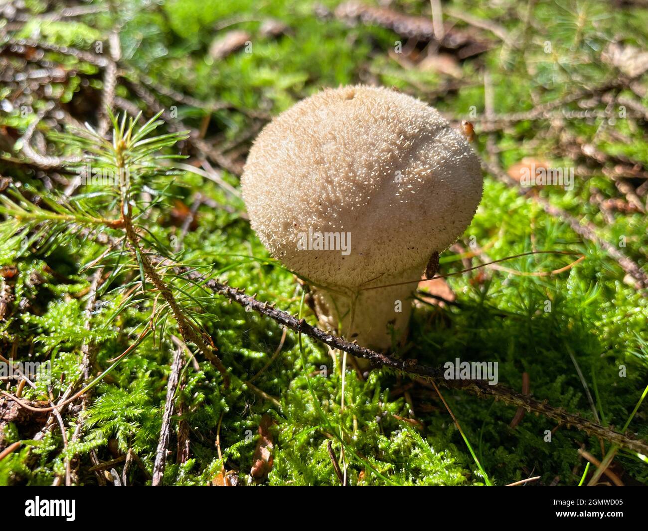 Bovist mushroom stands in the forest Stock Photo