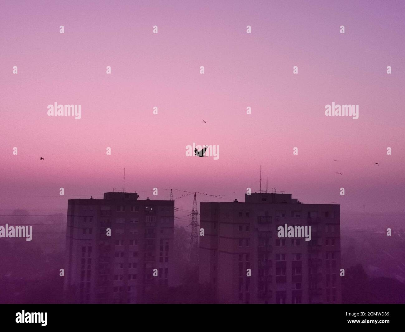 Flock of birds flying in the pink sky over the city buildings Stock ...