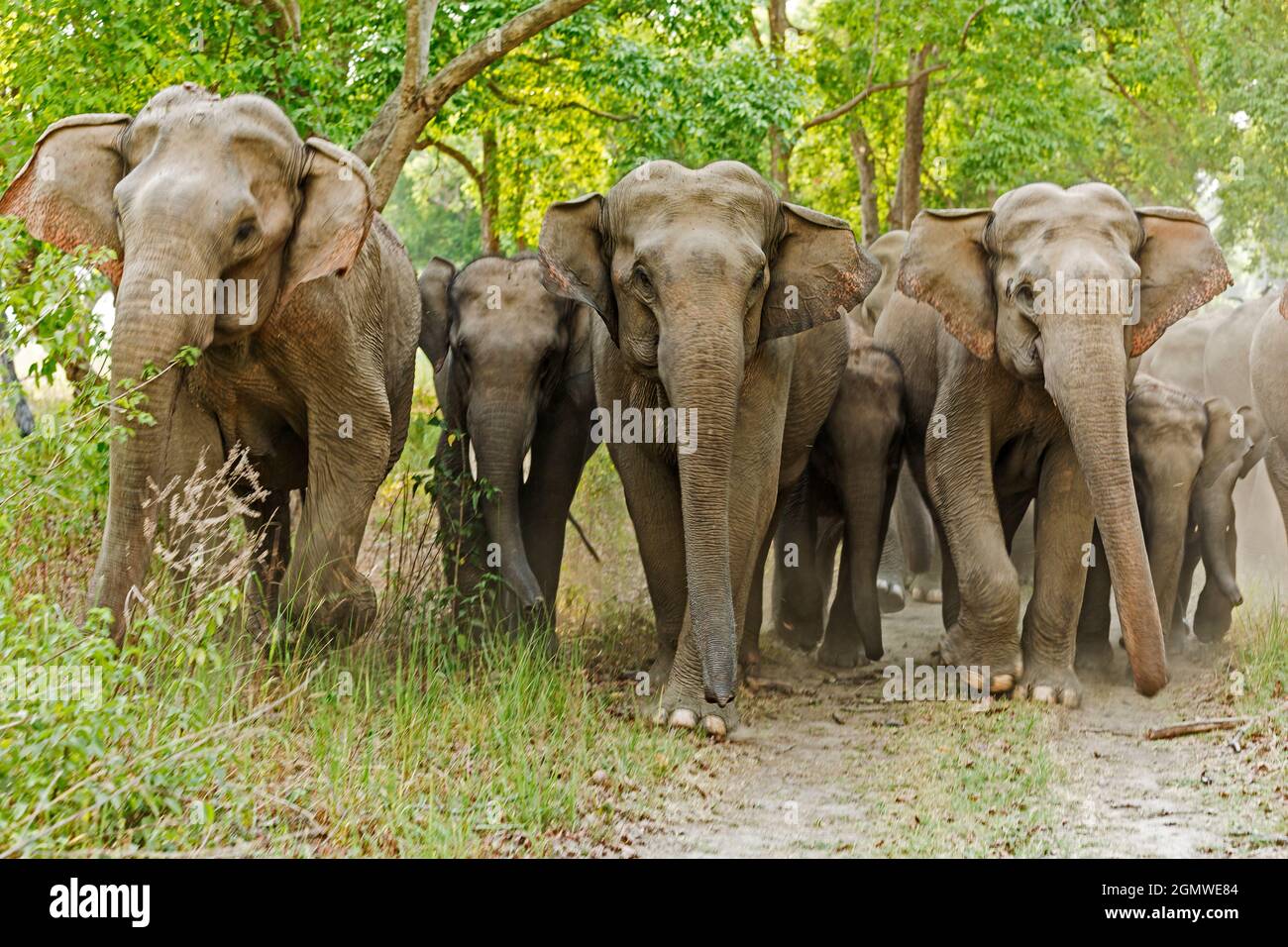 Asian Elephant Family in the Sal Forest. Corbett National Park, India Stock  Photo - Alamy, image size:1300x956