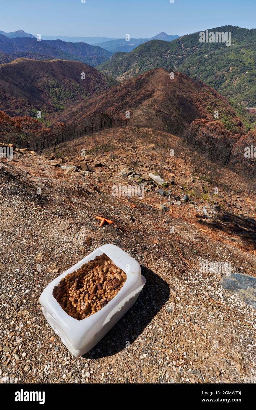 Help the animals with food in the fire in Jubrique, border with Sierra Bermeja in the Genal Valley, Malaga. Andalusia, Spain. September 2021 Stock Photo