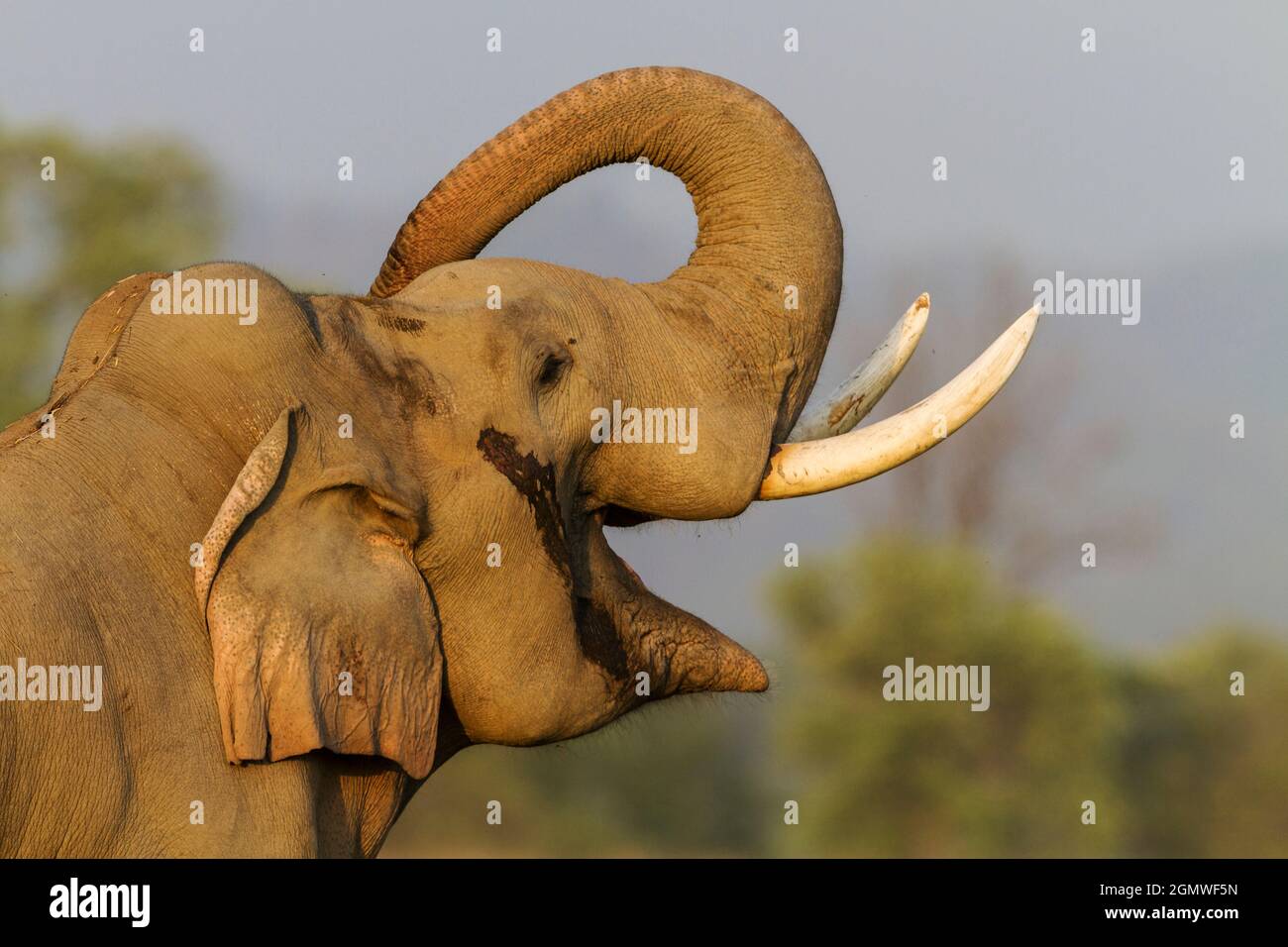 Musth Tusker giving a salute. Corbett National Park, India Stock Photo
