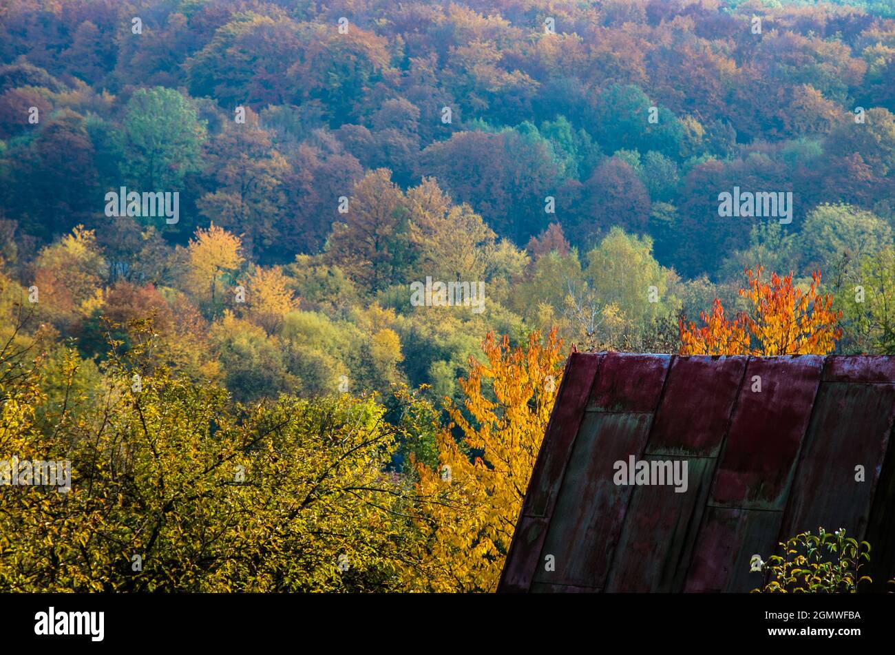 beautiful colorful forest in autumn time Stock Photo - Alamy
