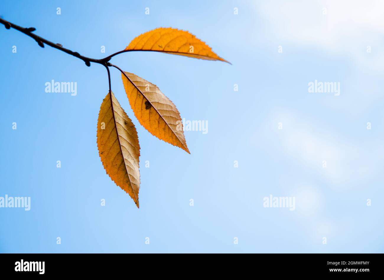 tree branch with orange autumn leaves against blue sky Stock Photo - Alamy