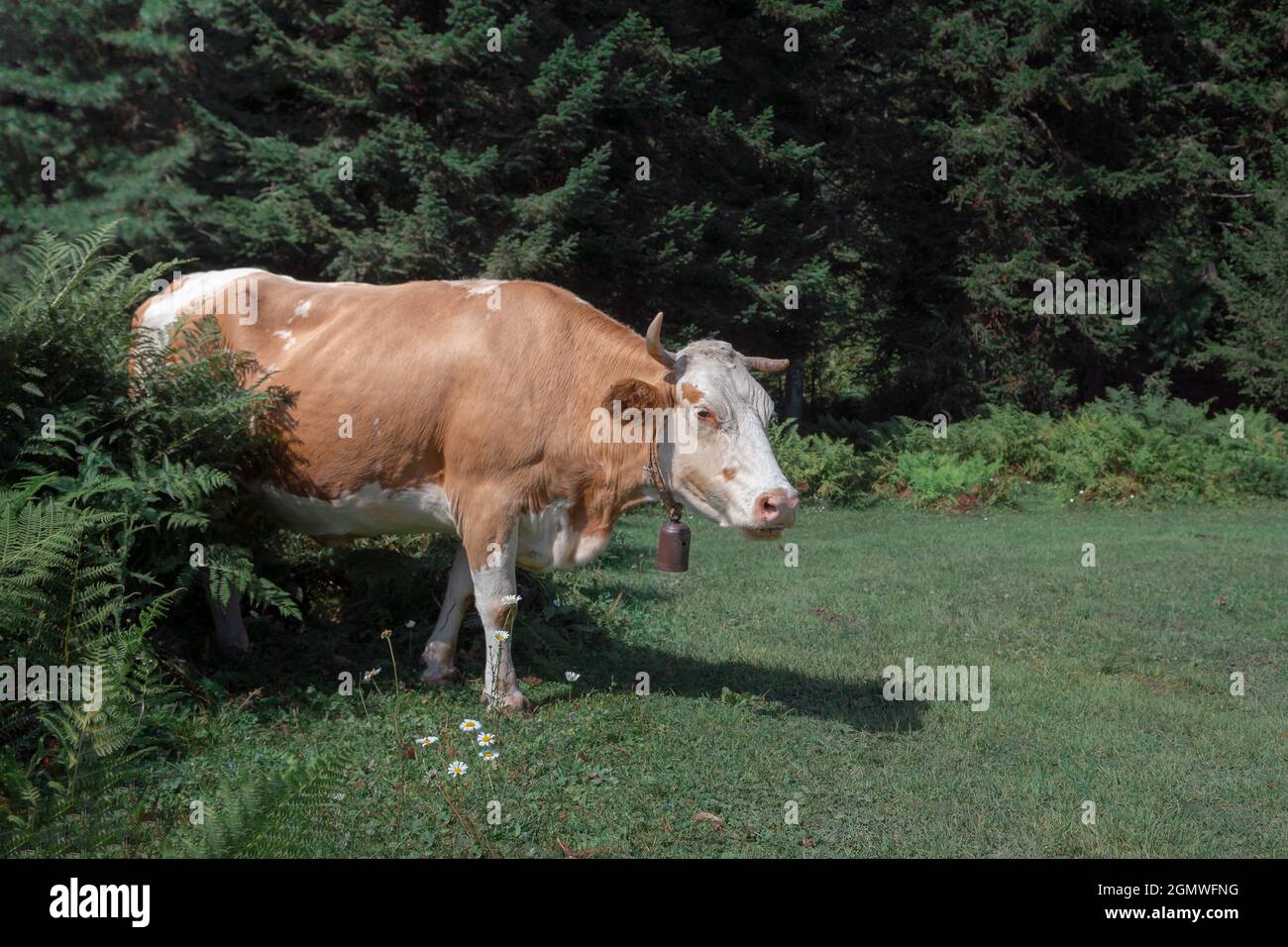 the cow in the meadow is eating grass colored Stock Photo - Alamy