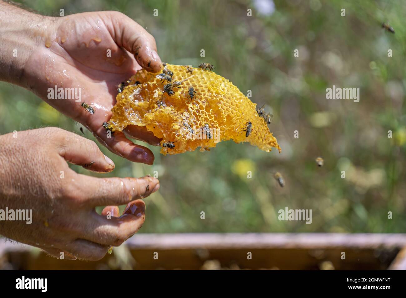 Closeup of the hands holding a honeycomb with the bees on it Stock ...
