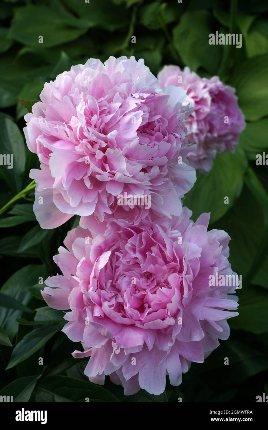 Paeonia  lactiflora Sarah Bernhardt.  Double pink peony flower. Paeonia lactiflora (Chinese peony or common garden peony). Stock Photo