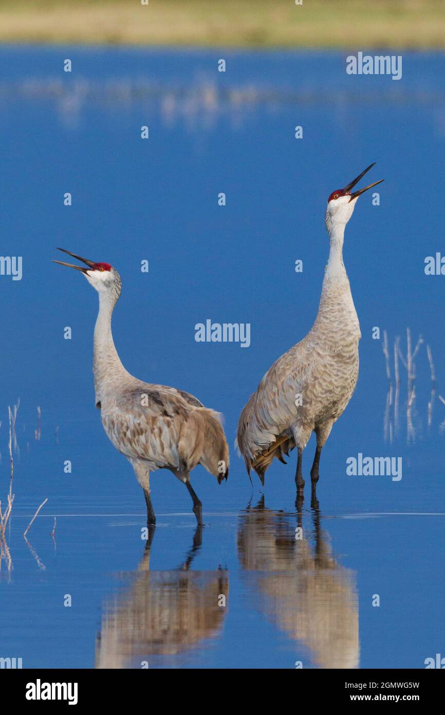 Sandhill Cranes Calling Stock Photo Alamy