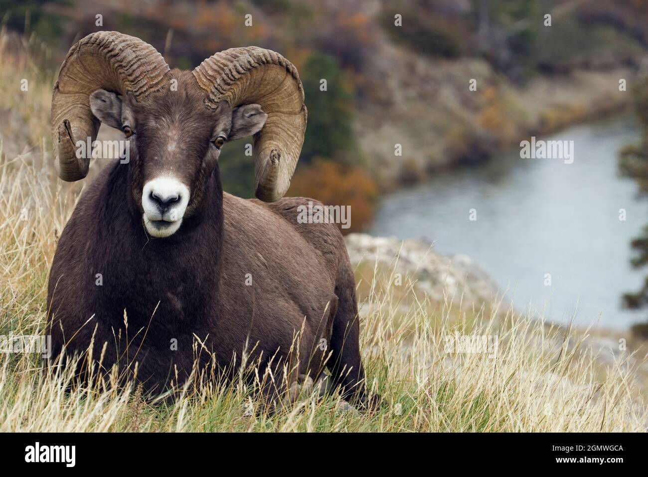 Rocky Mountain Bighorn Sheep Ram Stock Photo - Alamy
