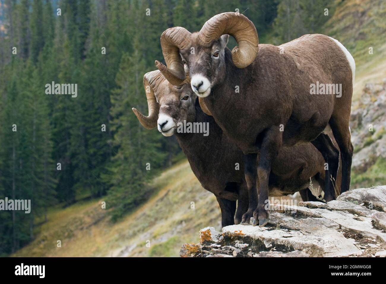 Bighorn Sheep Rams Stock Photo