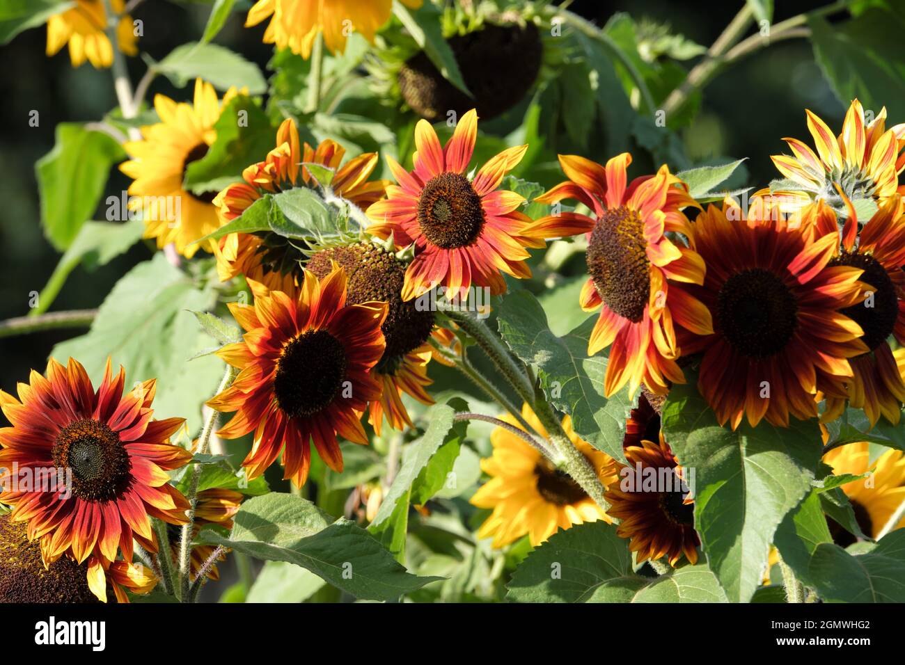 A variety of colourful yellow and red Sunflowers growing in a garden allotment in September UK