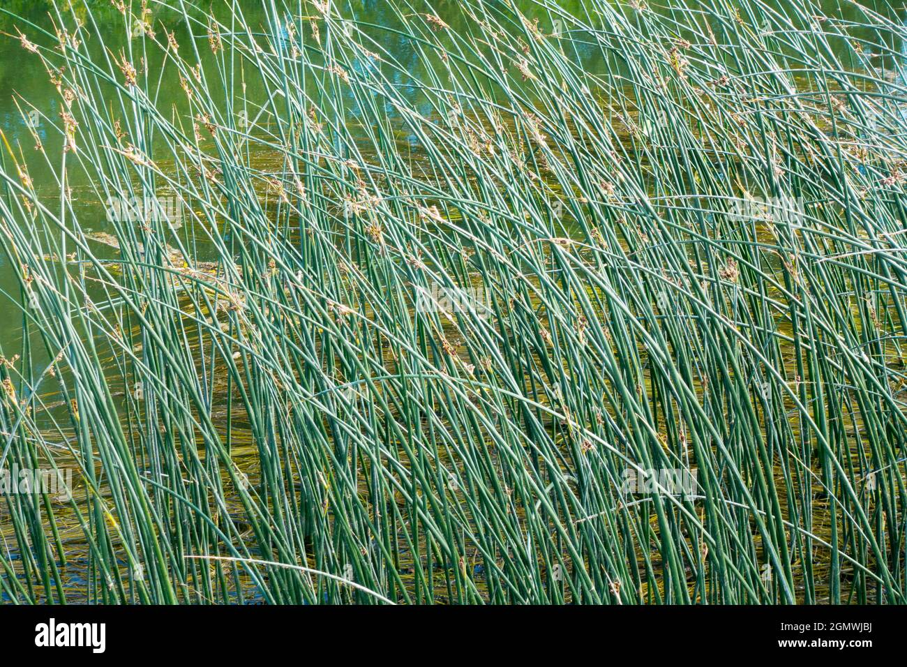 Abingdon, England - 22 May 2019 An abstract image of water reeds in ...