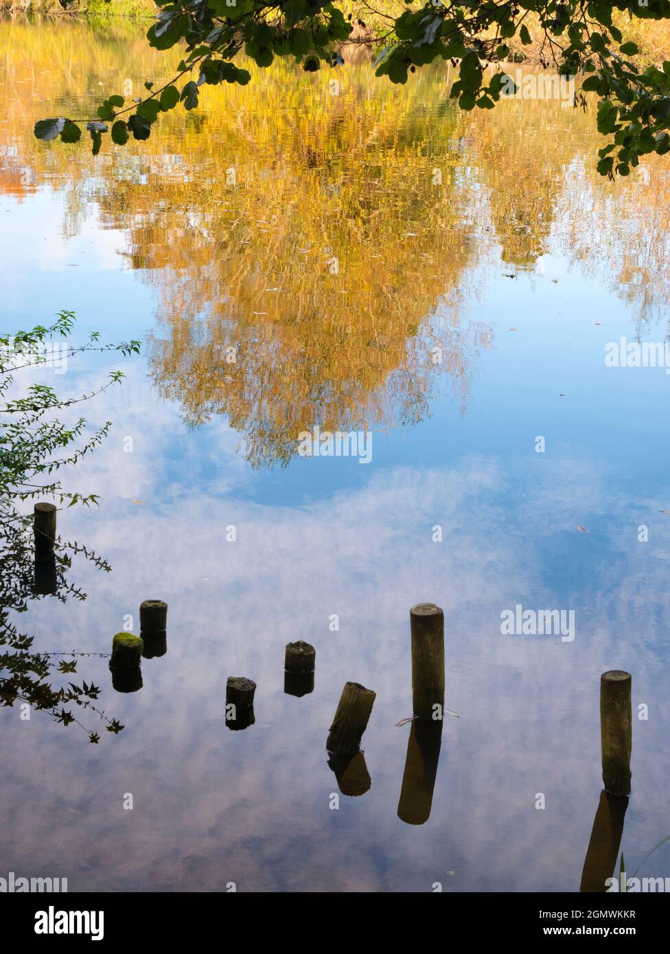 Abingdon, England - 24 October 2018   This is a reflection of Autumn leaf color in the River Thames, just upstream of the medieval Abingdon Bridge. Stock Photo
