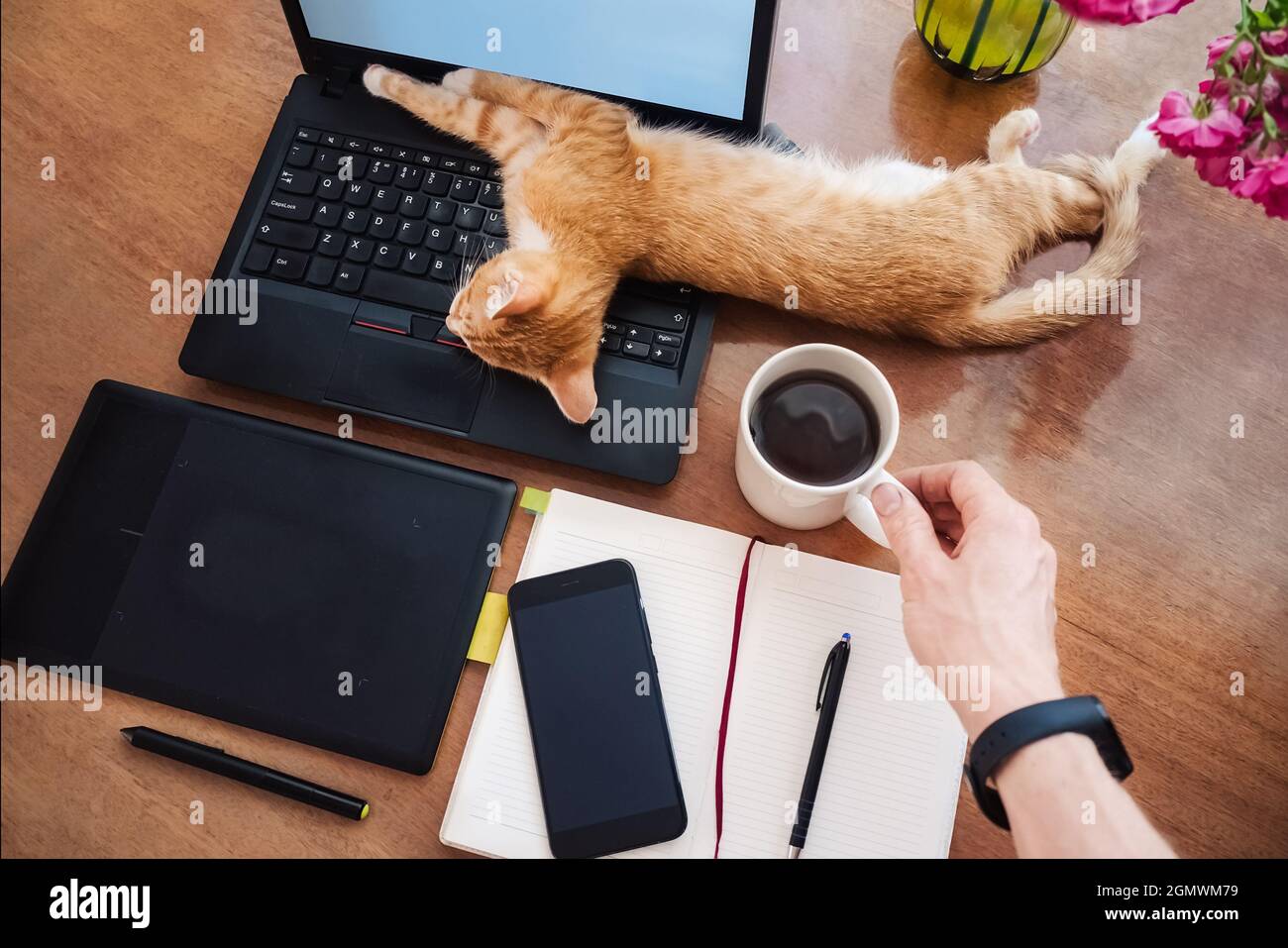 Funny story about distance lazy working at home in quarantine Stock Photo