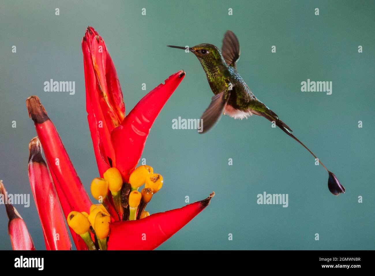 Boot Racket Tail Hummingbird Booted racket-tail hummingbird Stock Photo - Alamy
