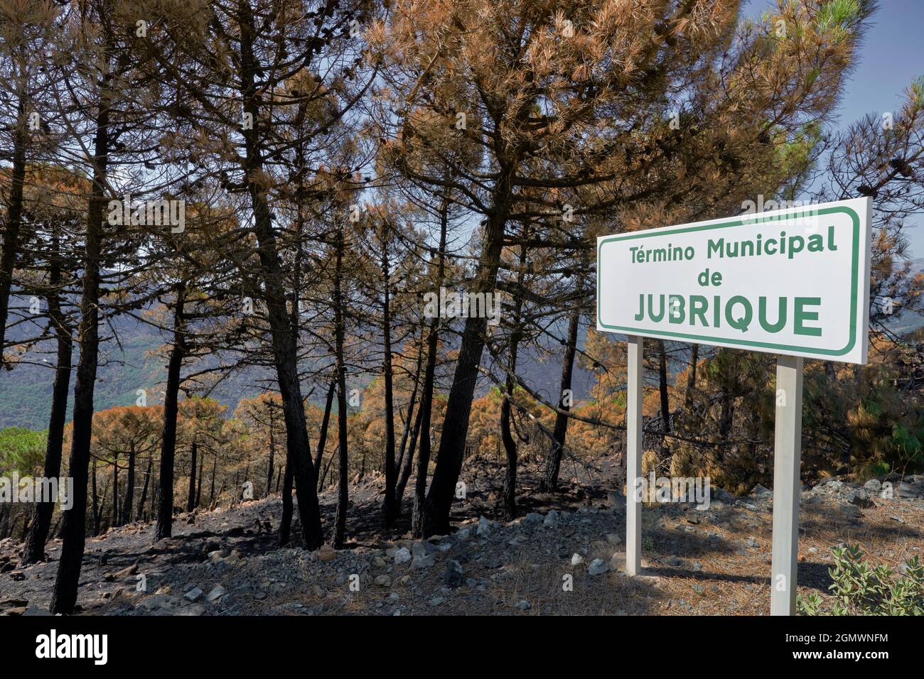 forest of logs burned in the fire in Jubrique, border with Sierra Bermeja in the Genal Valley, Málaga. Andalusia, Spain. September 2021 Stock Photo