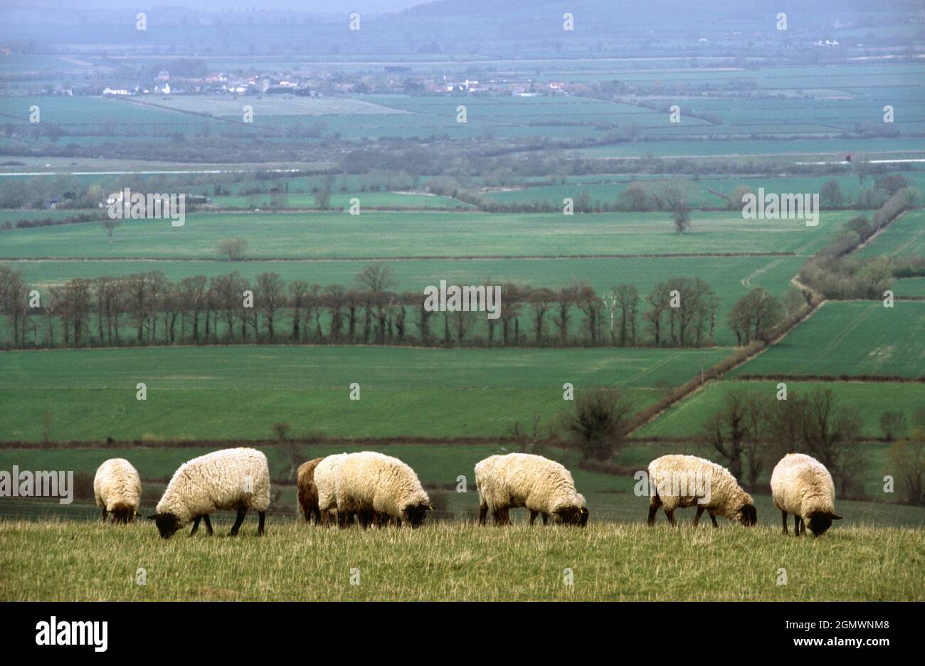 Ufferton, Oxfordshire - 2004; a quintessentially English scene of rustic idyll; sheep grazing in a field near Ufferton in the Cotswolds. Stock Photo