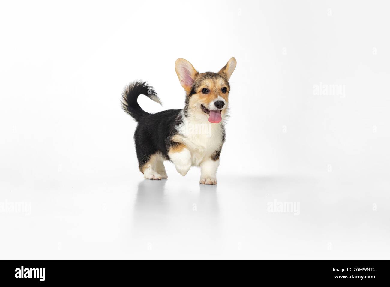 Joyful and happy puppy, corgi pet walking isolated over white ...
