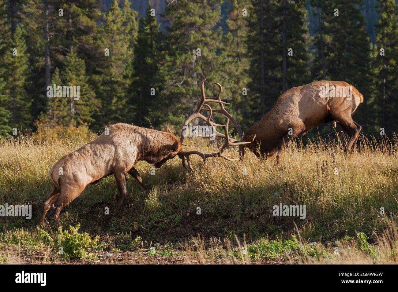 Rocky Mountain elk bull fighting Stock Photo Alamy