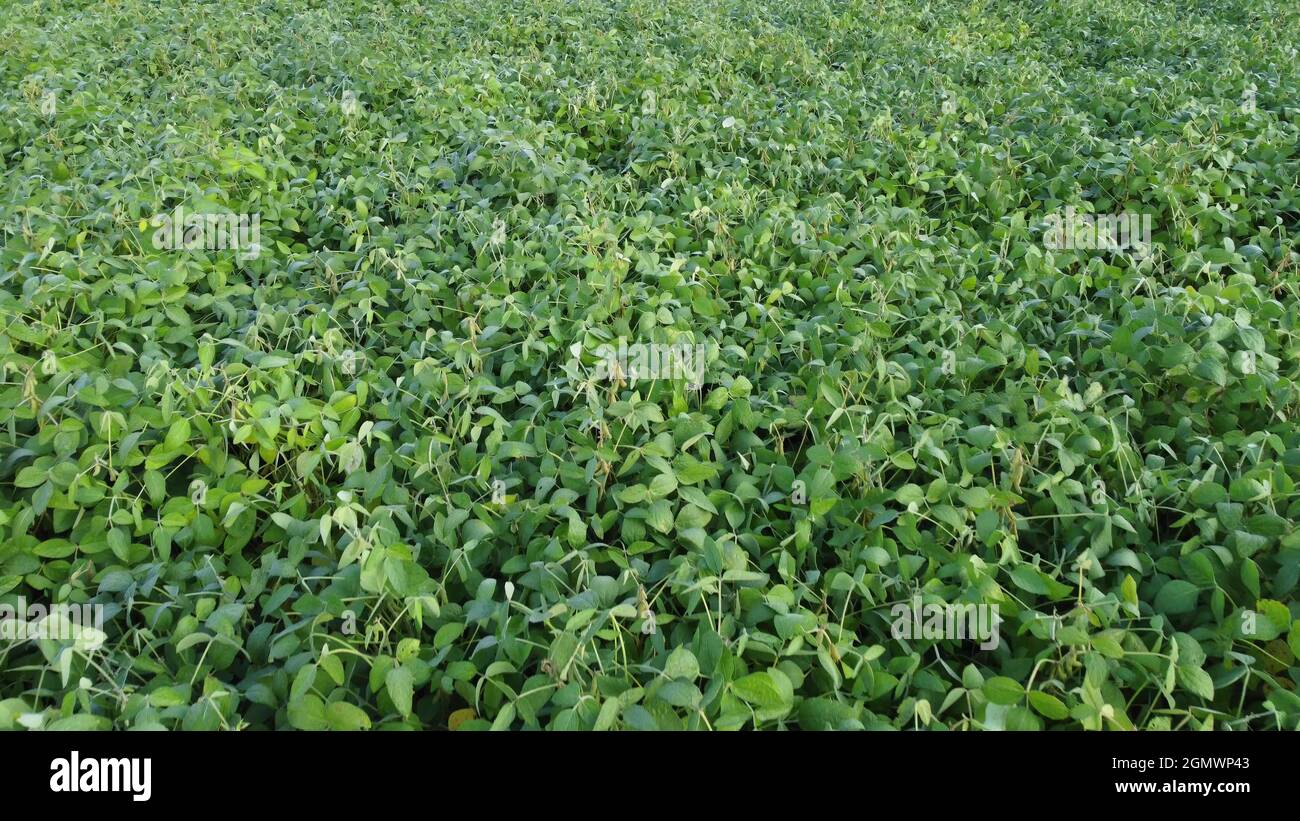 Field of green soybeans. Agricultural legume crops Stock Photo - Alamy