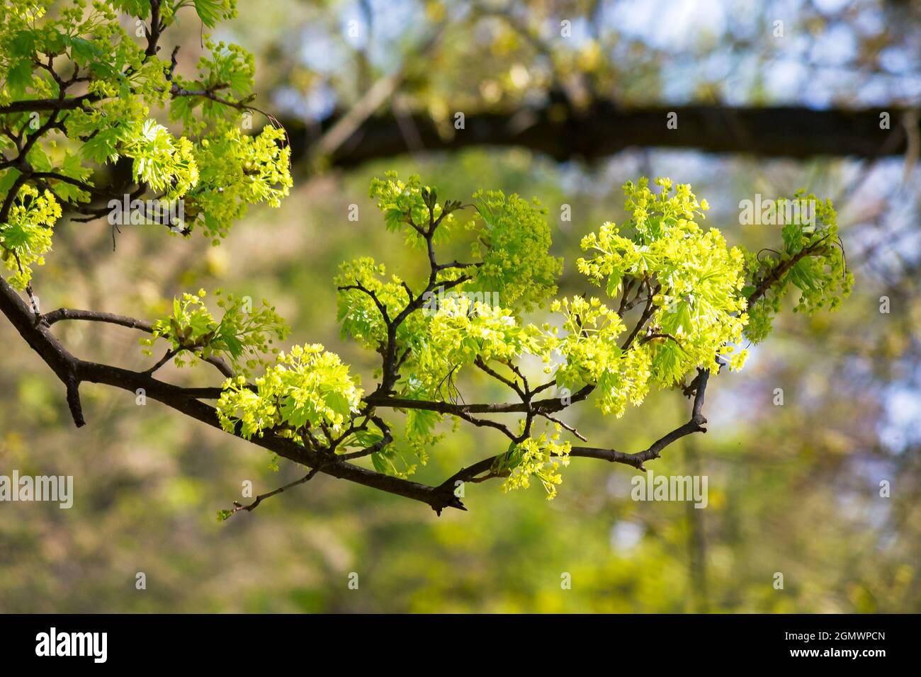 green plant in blossoming garden. beautiful nature background on a sunny springtime day Stock Photo