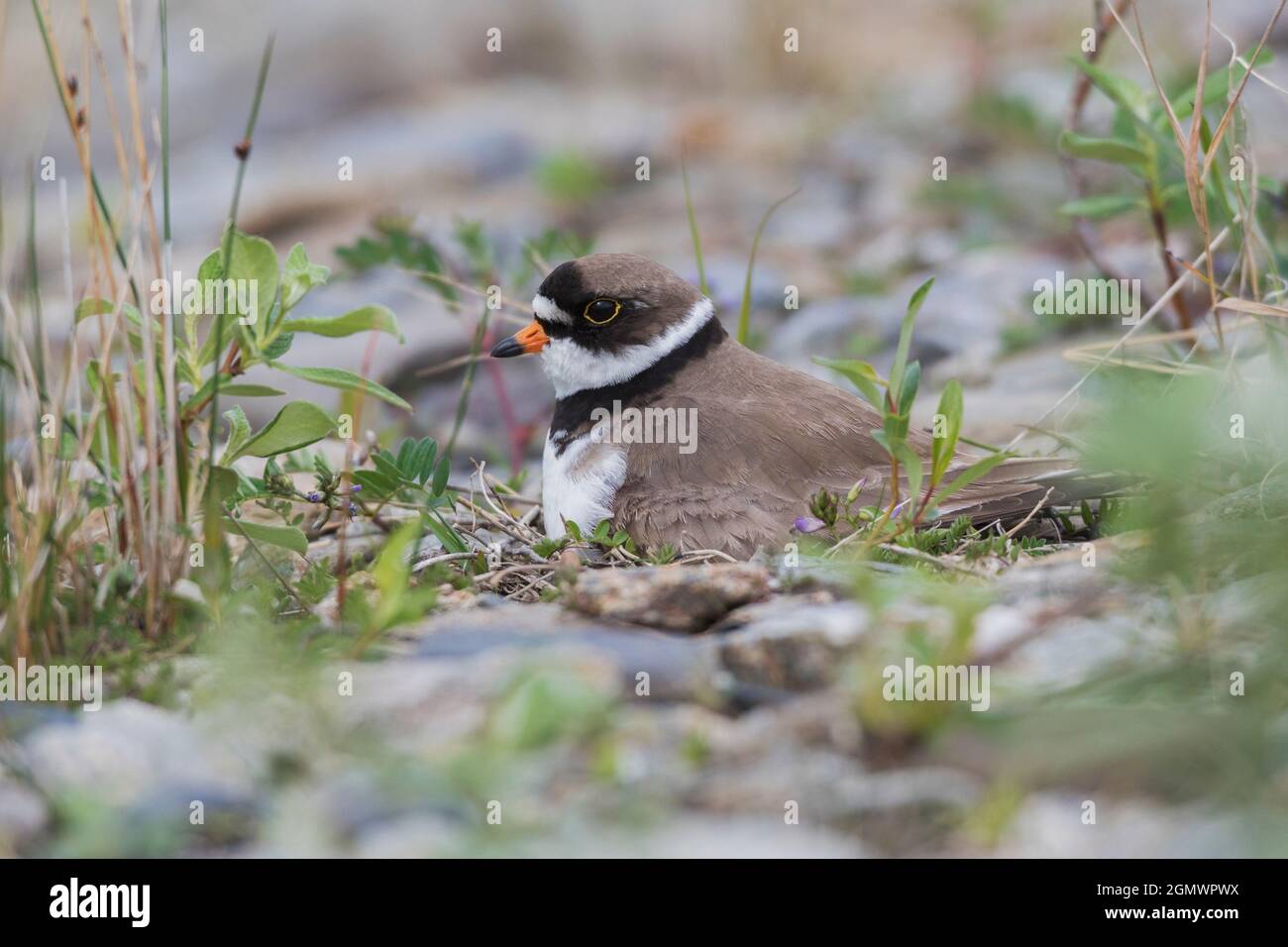 Semipalmated plover sitting on nest. Stock Photo