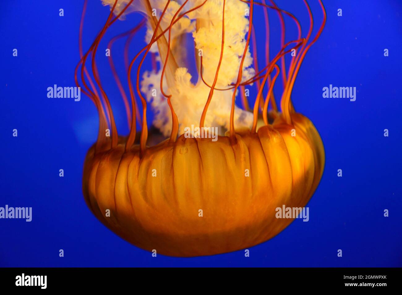 Sea nettle jellyfish (chrysaora fuscescens) at Vancouver AquariumVancouver, Canada - 28 May 2010; no people in view. Avoid! This was seen safely in a Stock Photo