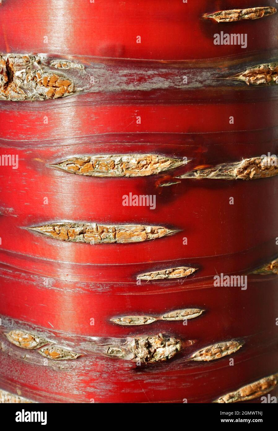 Abingdon, Oxfordshire - 2010; Beauty can be found anywhere. Like in the abstract patterns and glorious colours of the bark of this Himalayan Birch Bar Stock Photo