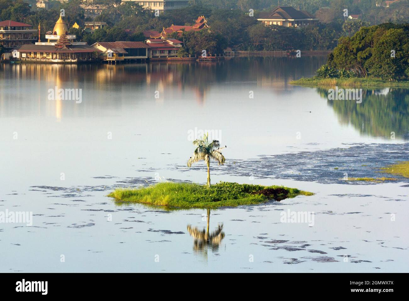 Yangon, Myanmar - 23 January 2013; All alone. A solitary palm tree on a tiny island in the centre of Lake Inya, Yangon. Inya Lake is the largest lake Stock Photo