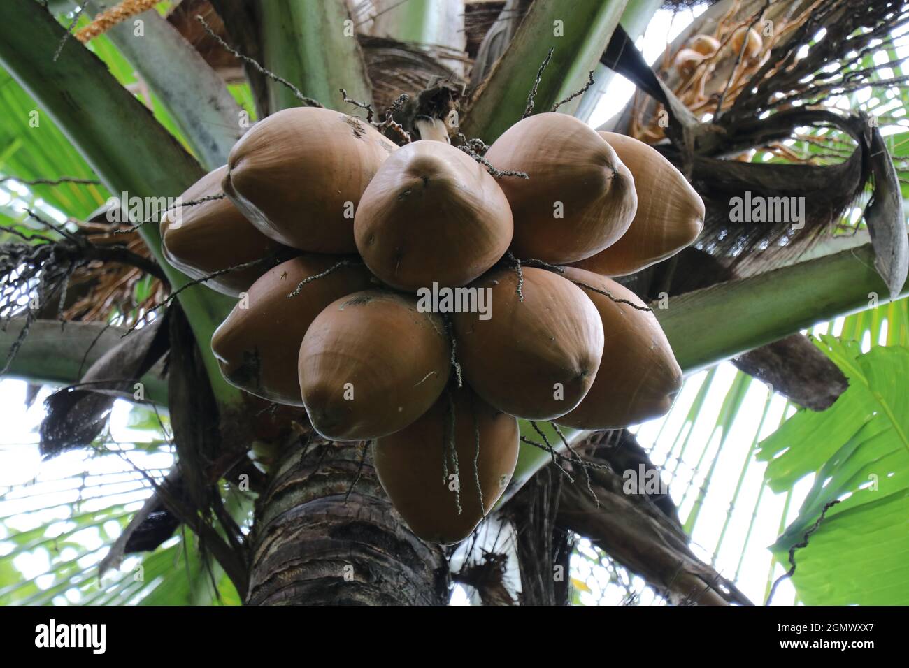 Bunch of Coconuts hanging on the tree Stock Photo