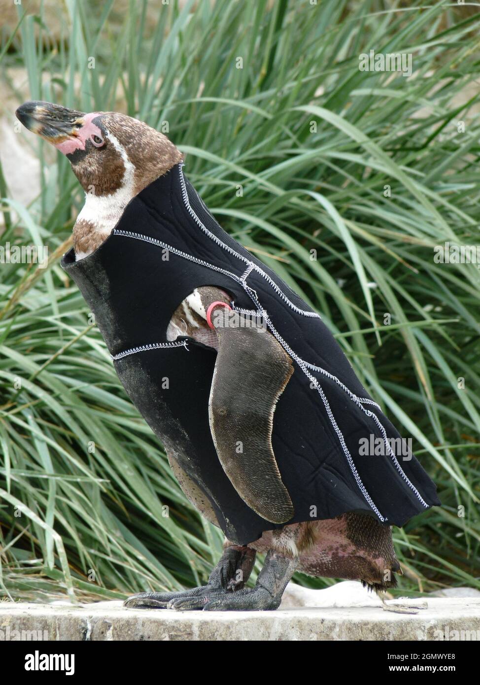 RALPH THE BALD PENGUIN IN HIS DESIGNER WETSUIT AT MARWELL ZOOLOGICAL PARK, WINCHESTER, HANTS PIC MIKE WALKER. 2009 Stock Photo