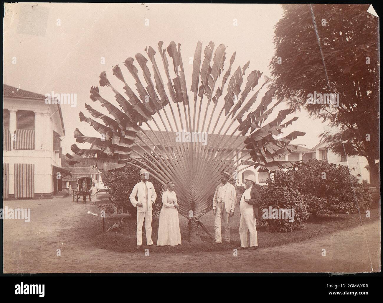 Image Traveller's tree (Ravenala madagascariensis), Fort Canning Park,  Singapore - 434261 - Images of Plants and Gardens - botanikfoto