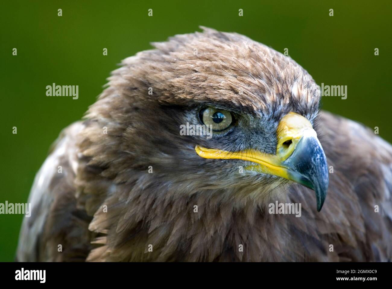 Native Uk Raptor Frilford, Oxfordshire, United Kingdom - 2013; Magnificent head of a ...