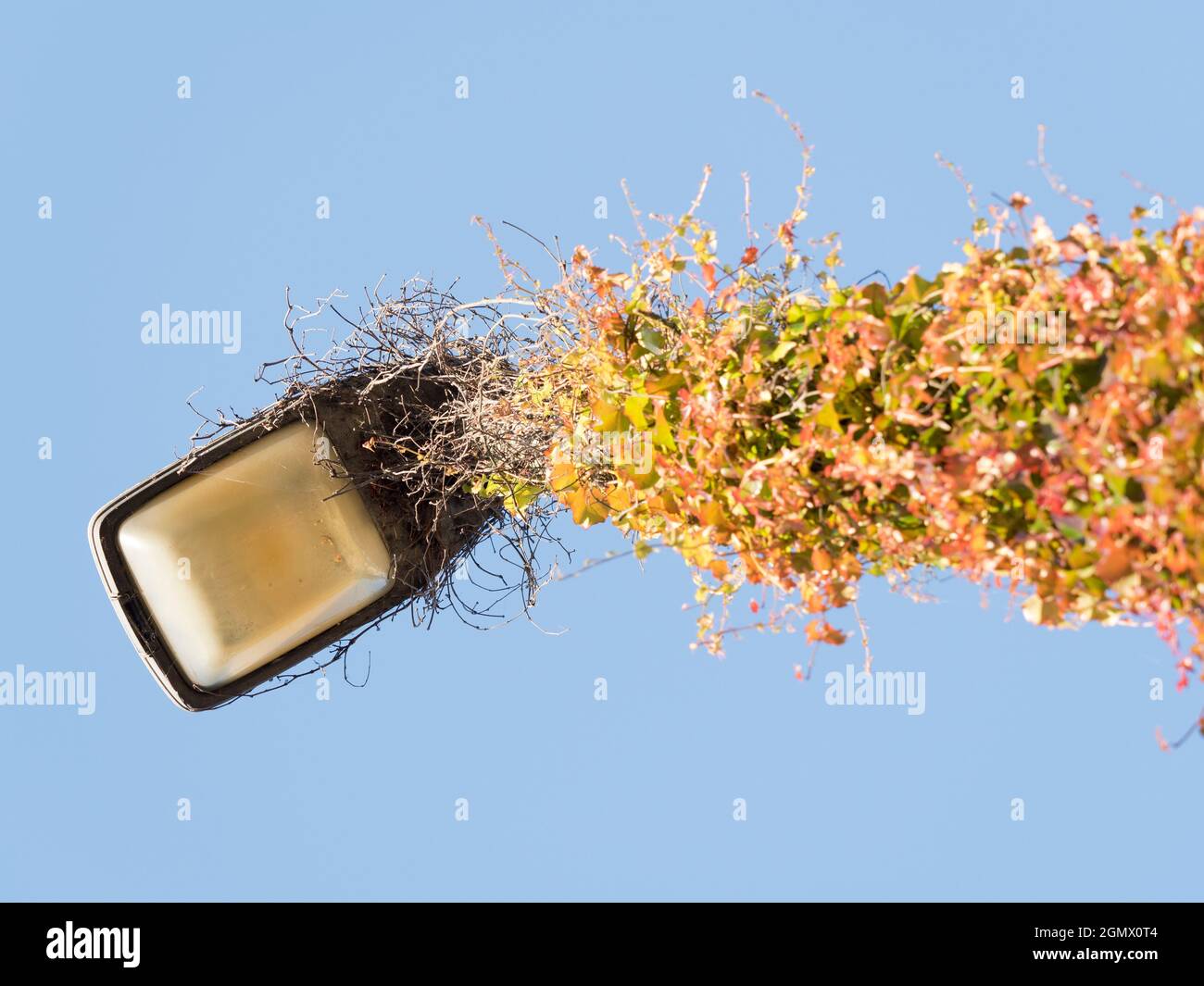 Oxford, England - 2015; No, not some art installation. This is a street lamp in central Oxford that has overgrown with creeping Ivy. Autumn transforms Stock Photo