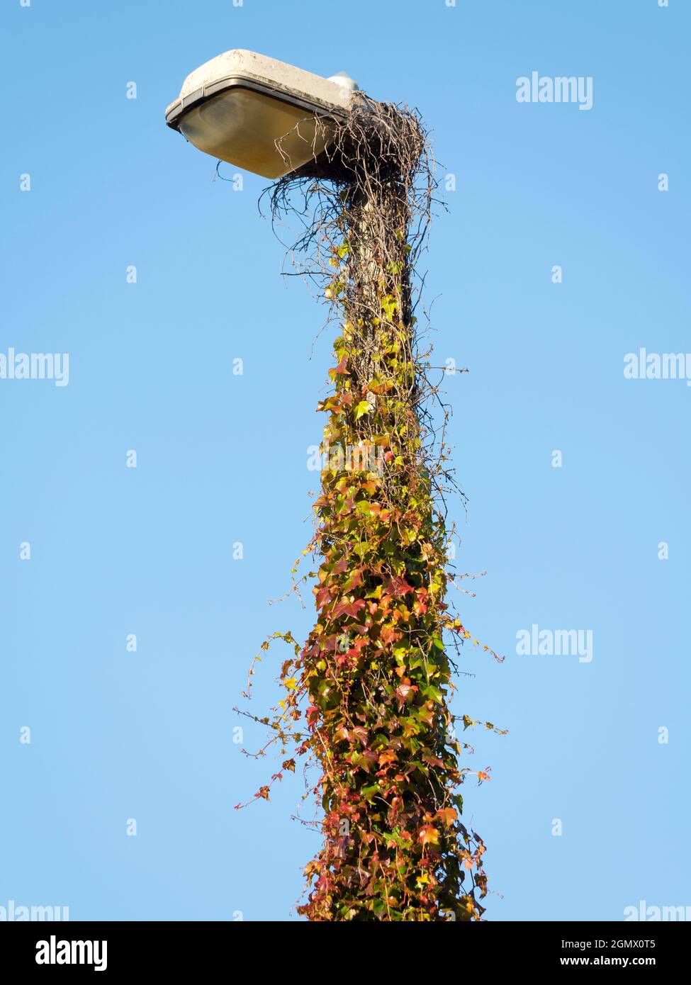 Oxford, England - 2015; No, not some art installation. This is a street lamp in central Oxford that has overgrown with creeping Ivy. Autumn transforms Stock Photo