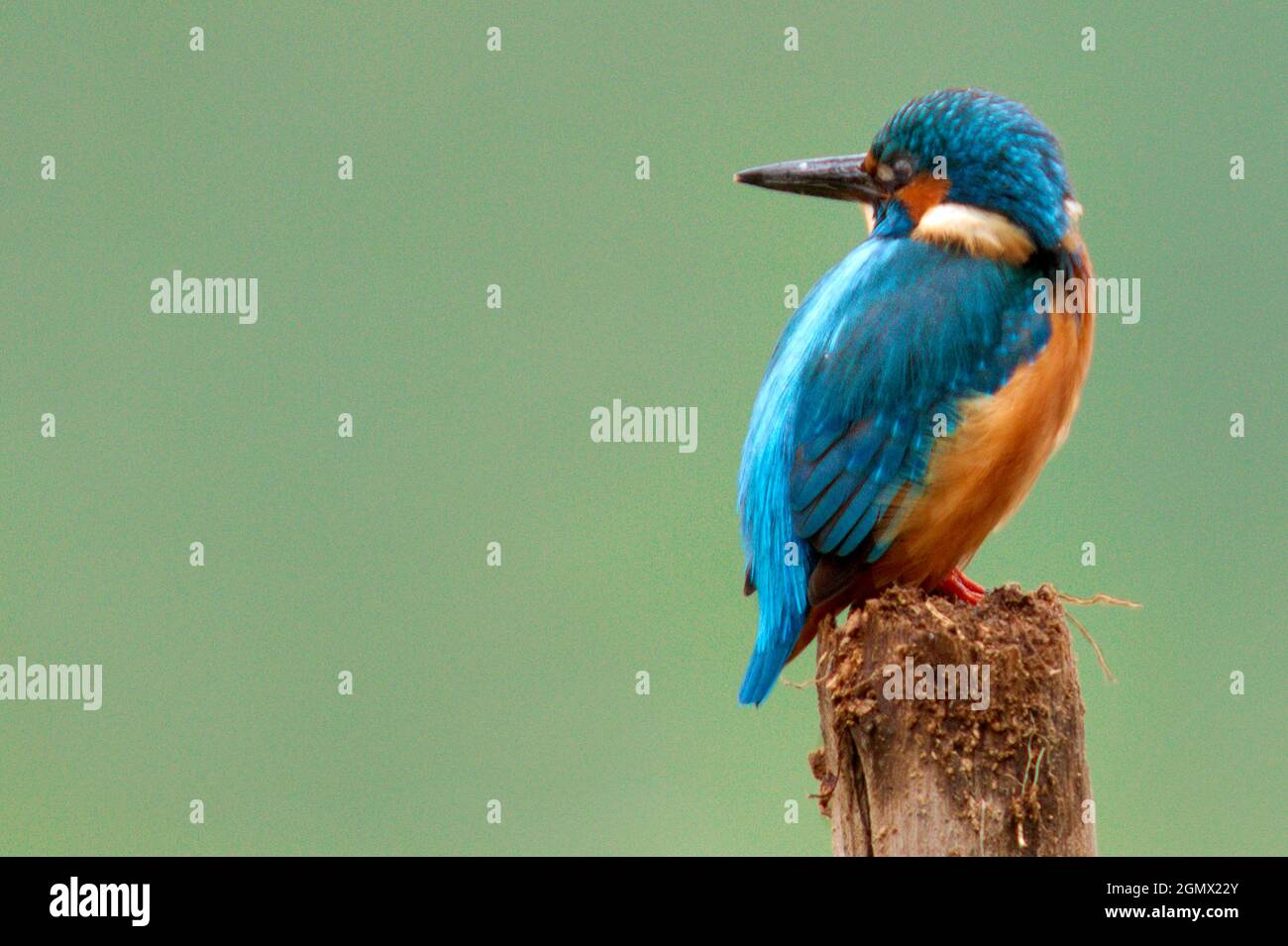 Kingfisher, Tolentino, Macerata, Marche, Italy, Europe Stock Photo