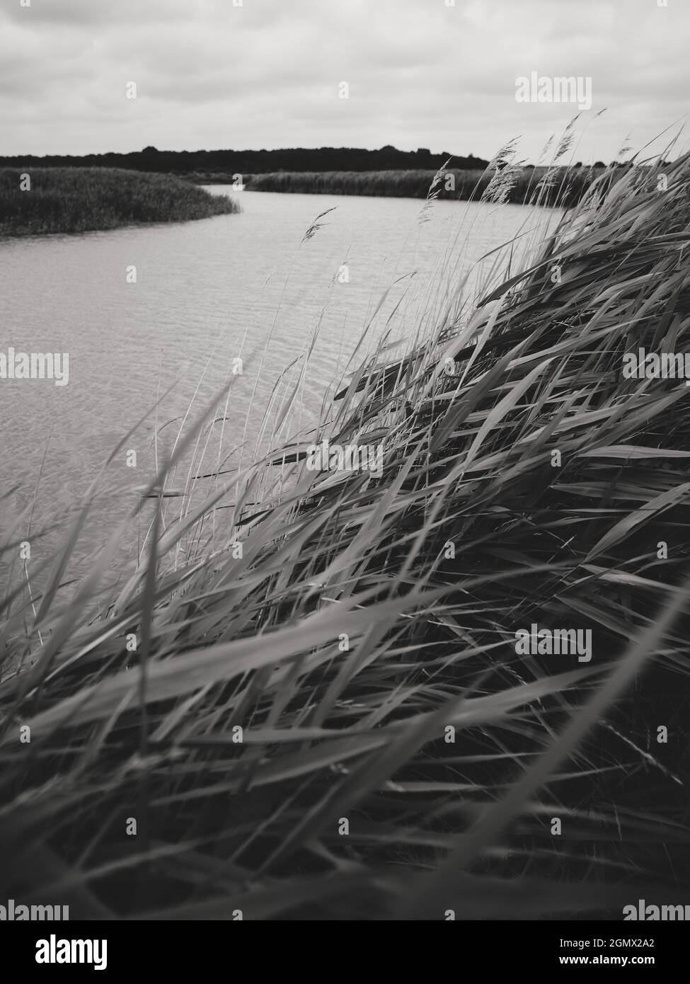 The reed bed banks of the River Alde at Snape, Suffolk, England. B/W Stock Photo