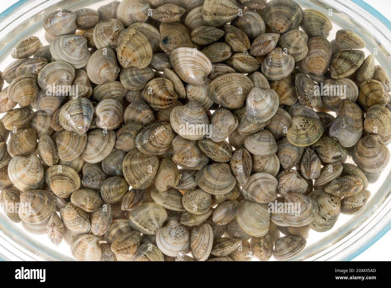 Raw fresh vongole clams lives of the Adriatic Sea in water which